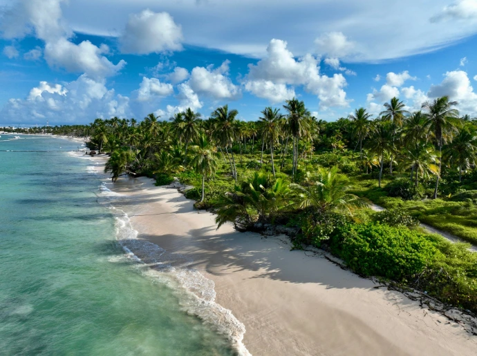 An aerial view of a beach with palm trees
